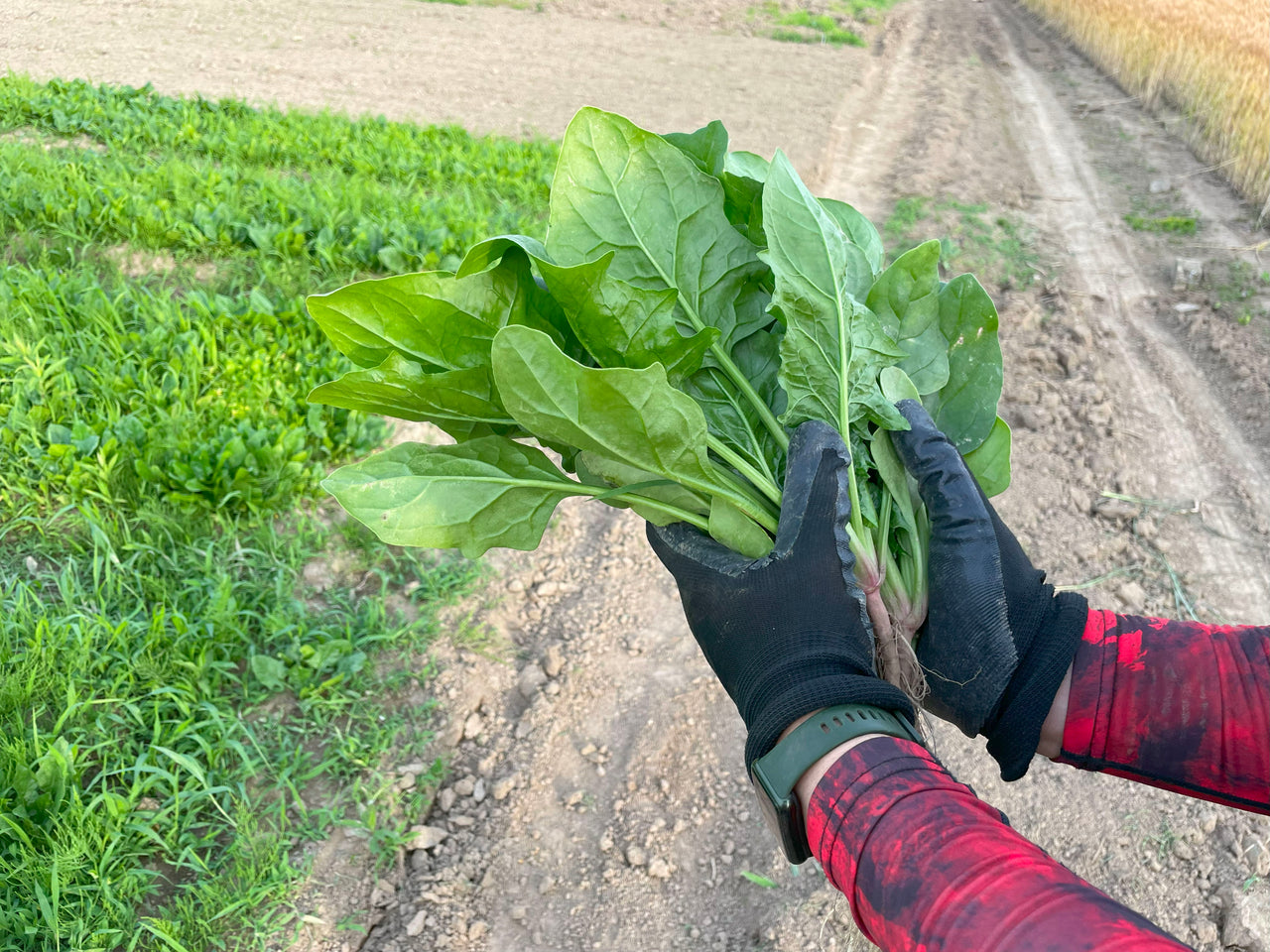 ほうれん草　1kg