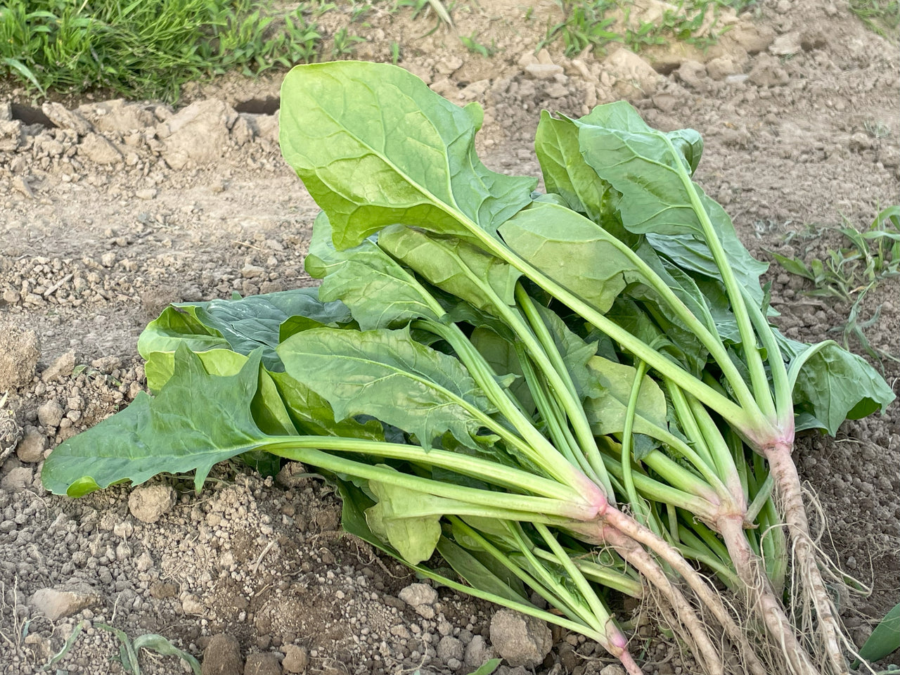 ほうれん草　1kg